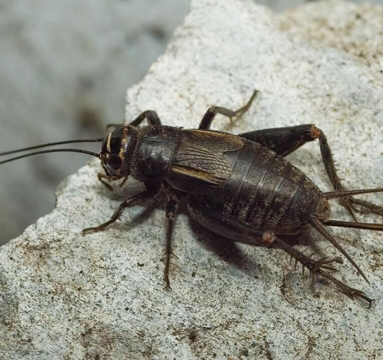 scarab kumbang keur alus tuah